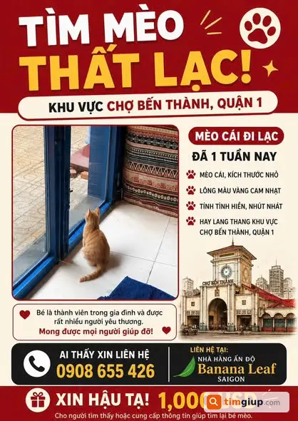 Tìm mèo cái lông vàng cam lạc khu Chợ Bến Thành Q1