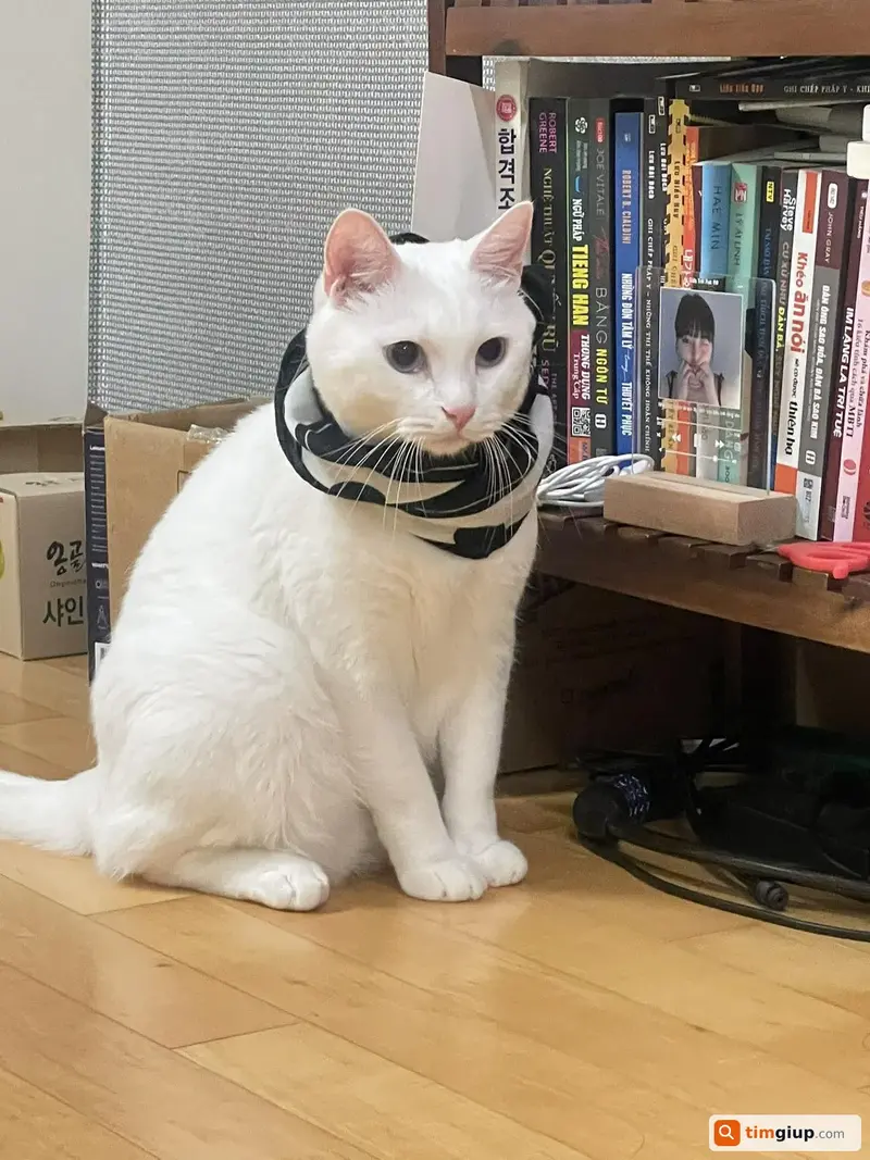 Tìm chó lạc tên Mắm tại Quận Thủ Đức, TP.HCM