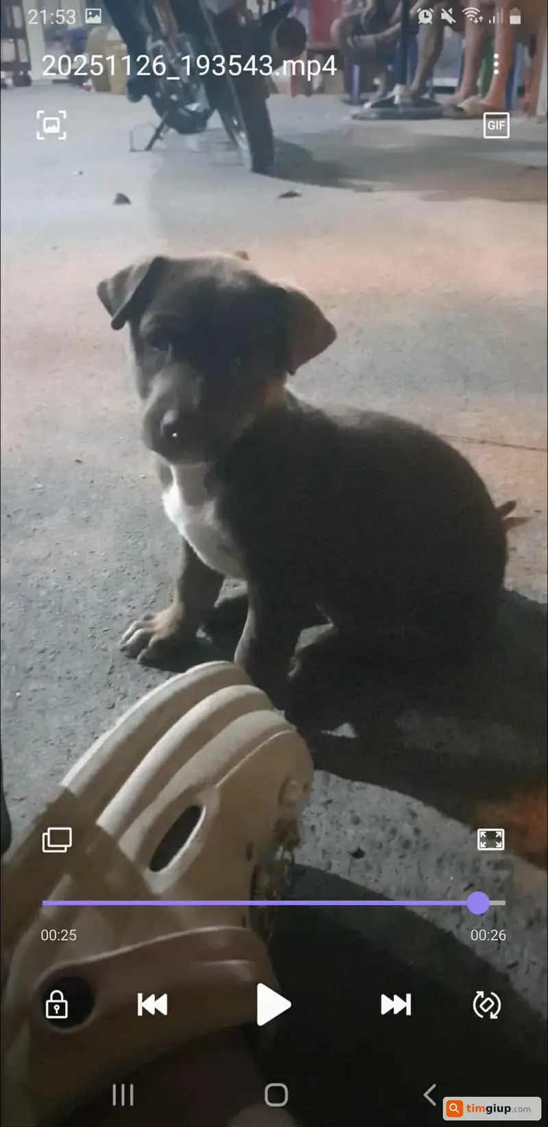 Tìm chó con tên Nâu thất lạc tại Quận 2, TP. Hồ Chí Minh