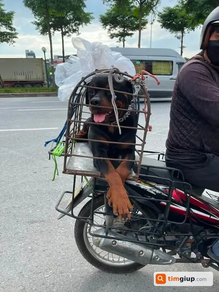 Thông Báo Cộng Đồng Về Chó Đực 14 Tháng Đang Được Rao Bán