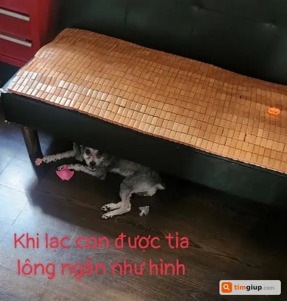 Ảnh 3