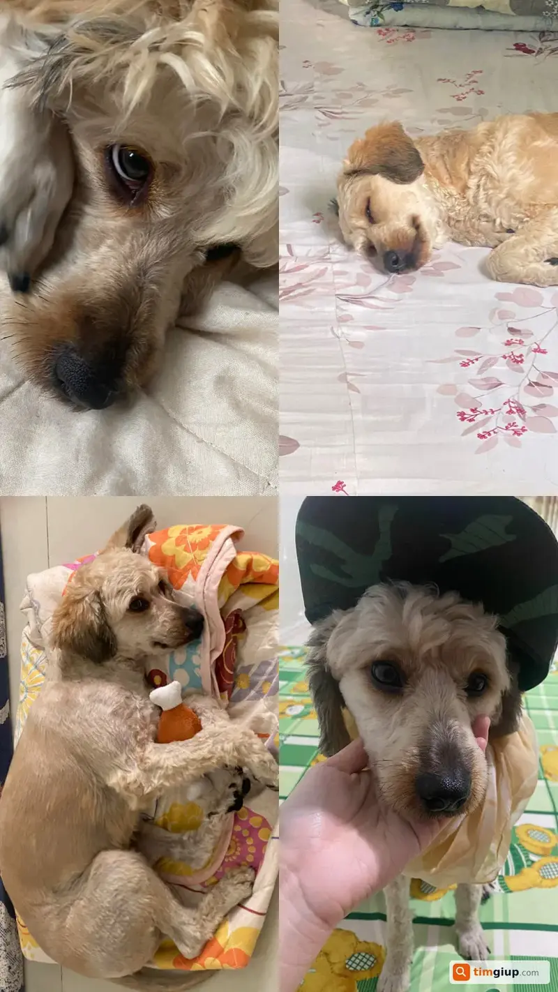 Tìm bé chó tên Min bị lạc tại Quận 12, TP.HCM