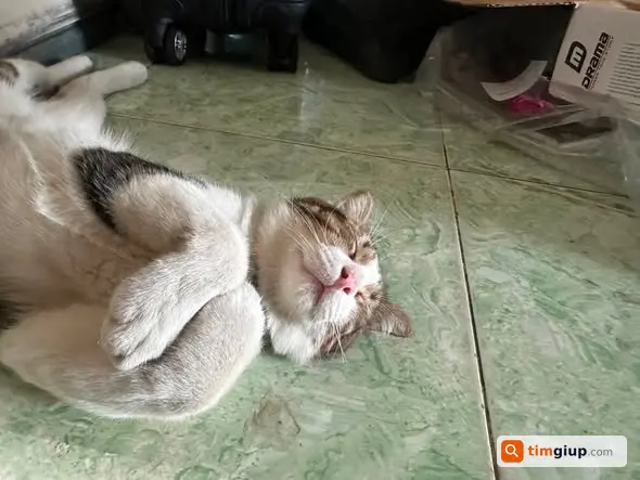 Tìm Mèo Thất Lạc Đực Sọc Lưng Tại Quận 9, Đuôi Có Tật