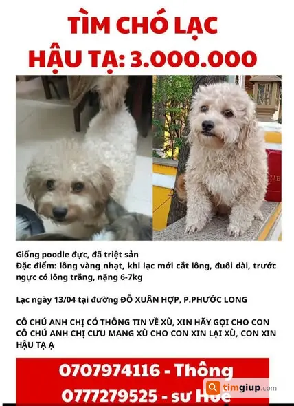 Tìm Chó Thất Lạc Xù Tại Đỗ Xuân Hợp, Ngã Tư Bình Thái, Xa Lộ Hà Nội