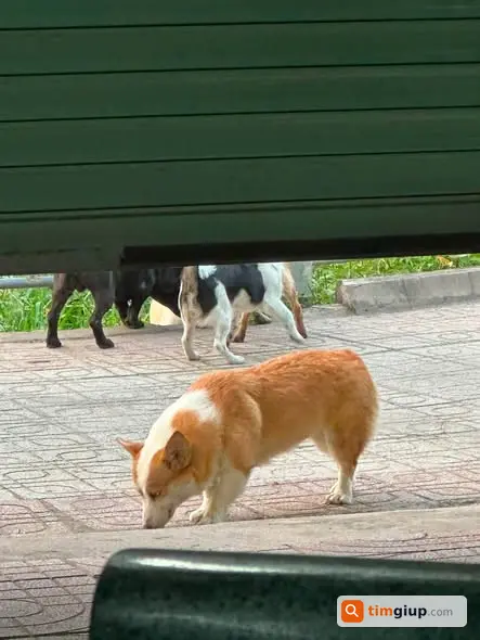Tìm Chó Corgi Cái Lạc Tại Bờ Kè Bến Cát, Bình Dương