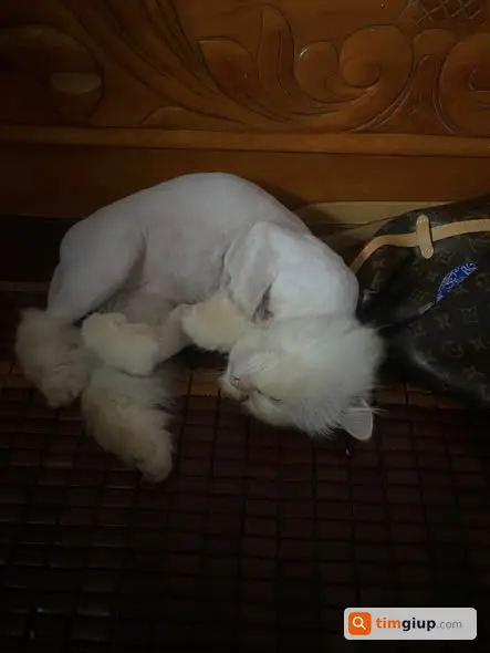 Tìm mèo Xoài màu be lạc khu cầu Nhật Tân, Đông Anh