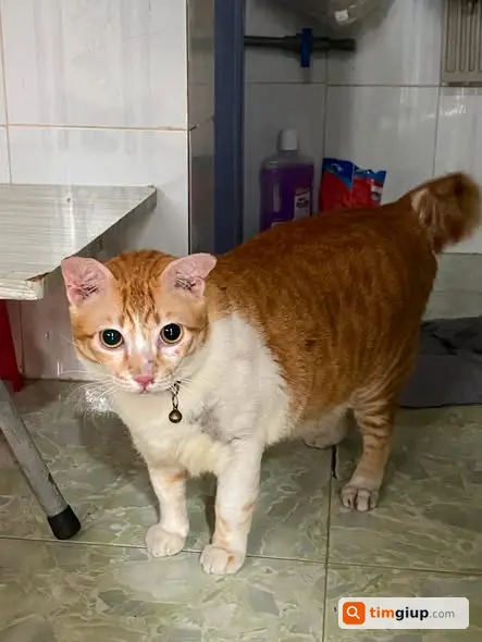Nhặt Được Mèo Lạc Vào Nhà Tại 758 Xô Viết Nghệ Tĩnh, Hà Nội