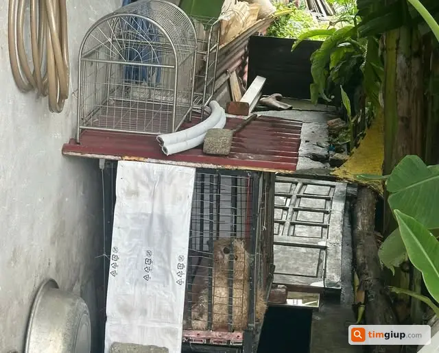 Tìm Mái Ấm Mới Cho Bé Cún Cần Người Nhận Nuôi Yêu Thương
