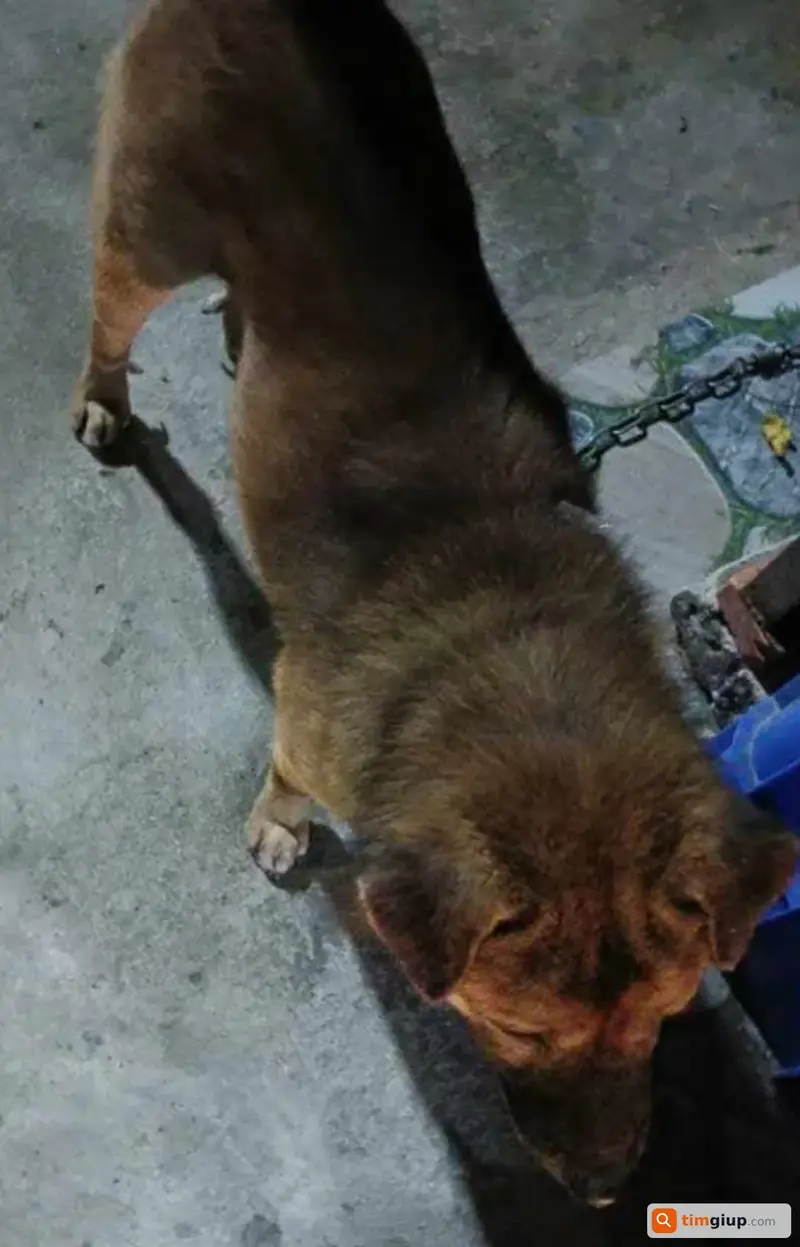 Tìm chó giống đực màu nâu đen lạc tại khu vực Đại Nam, Bình Dương