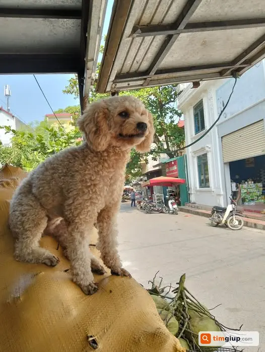 Tìm chuộc chó cún thất lạc, giá 10 triệu, liên hệ gấp