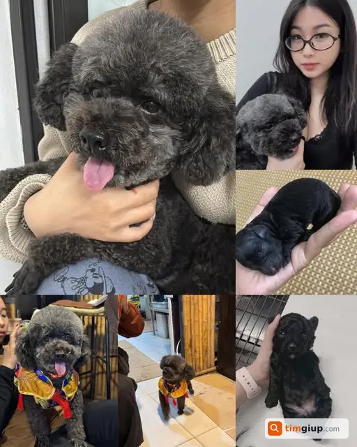Tìm chó Poodle đực tên Bích lạc tại Ngọc Thụy, Hà Nội