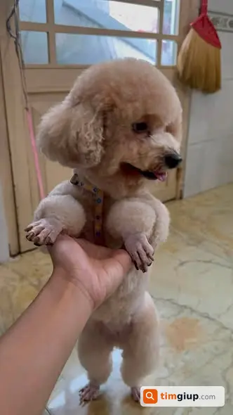 Tìm Chó Poodle Thất Lạc Gần Bến Xe Buýt Hiệp Thành, Quận 12