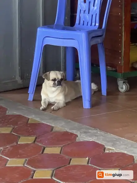 Tìm chó Bull Đức màu kem lạc tại Sóc Sơn, Hà Nội