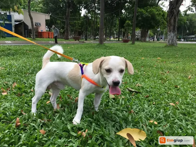 Tìm chó lạc tên Finn tại Quận Gò Vấp, TP.HCM