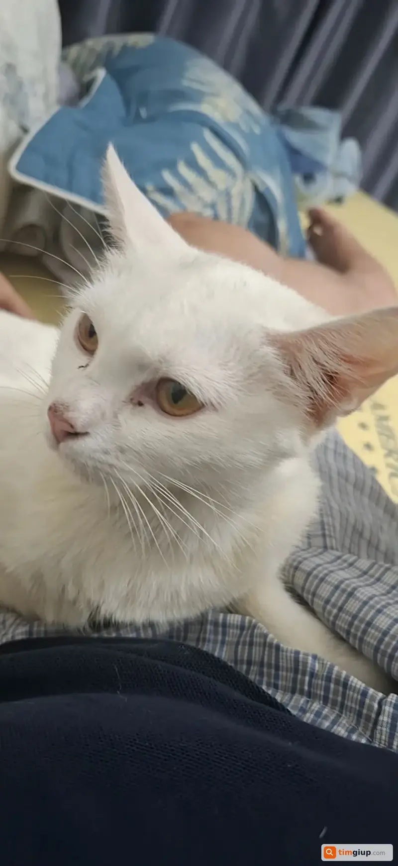 Tìm bé mèo trắng thất lạc tại quận Tân Bình, TP. Hồ Chí Minh