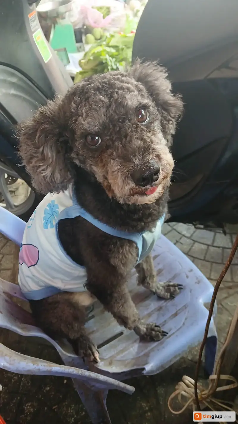 Tìm chó Poodle tên Cô Ca bị lạc tại Bình Chánh, TP.HCM