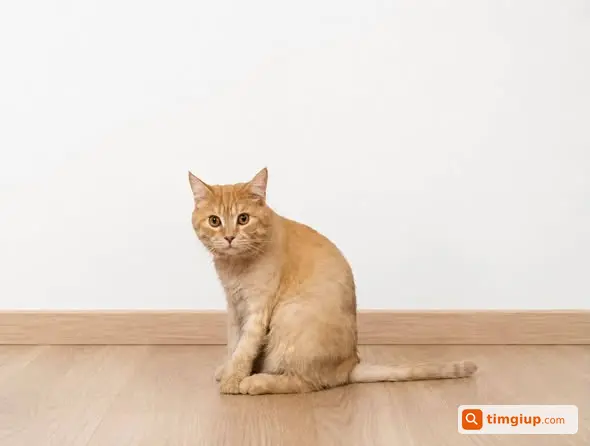 Mèo Cam Màu Cam Thất Lạc Tại Thích Quảng Đức, Đức Nhuận