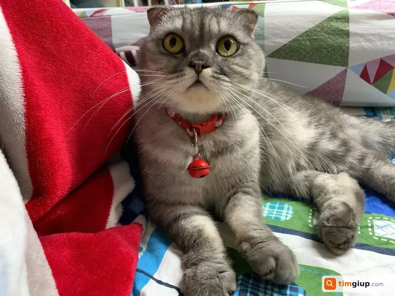 Tìm mèo Anh lông ngắn tên Bông thất lạc tại Dĩ An, Bình Dương