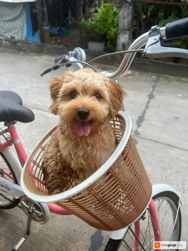 Tìm bé chó Poodle lai tên Sushi thất lạc tại Quận Tân Phú, TP.HCM