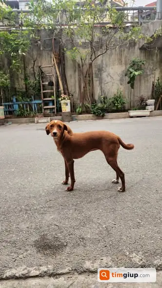 Tìm Chó Nâu Đốm Trắng Thất Lạc Tại Tây Hồ, Hà Nội