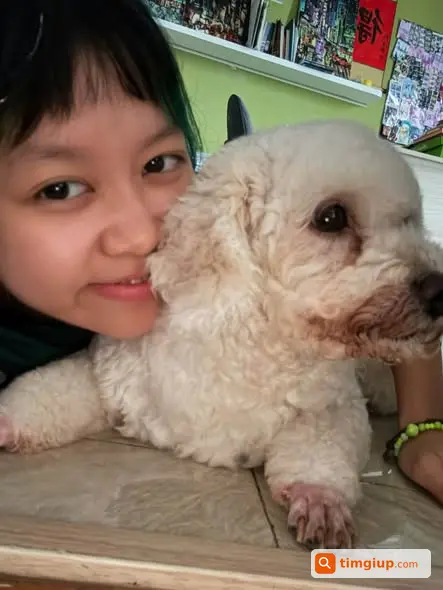 Tìm Chó Poodle Trắng Ngà Thất Lạc Tại Nhật Chiêu, Hà Nội