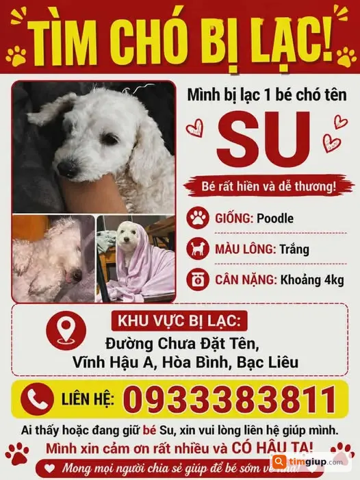 Tìm chó Poodle trắng tên Su lạc tại Vĩnh Hậu A, Bạc Liêu