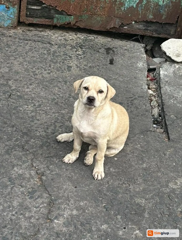 Tìm chuộc bé chó bị bán tại khu vực Quận 6, TP.HCM