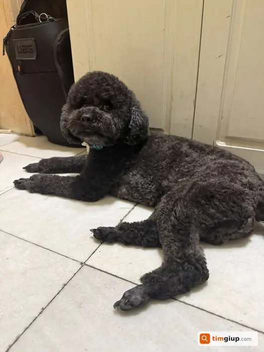 Tìm Chó Poodle Đen Tên Chun Thất Lạc Trần Hưng Đạo, Hà Nội