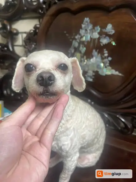 Tin tìm chó Poodle trắng lạc khu Đại La - Trần Đại Nghĩa, Hà Nội