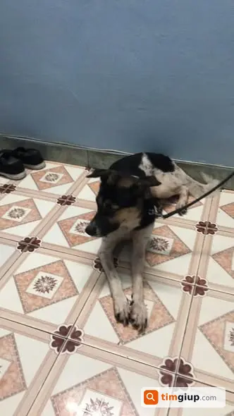 Tìm chó Bò lạc tại Tây Hồ, Hà Nội