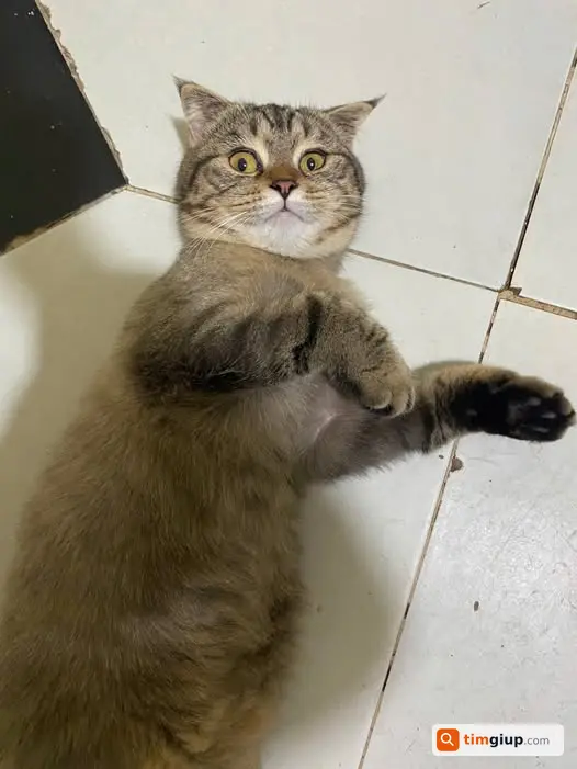 Tìm Mèo Nga Lông Ngắn Thất Lạc Lúc 9h30 Tối Hôm Qua