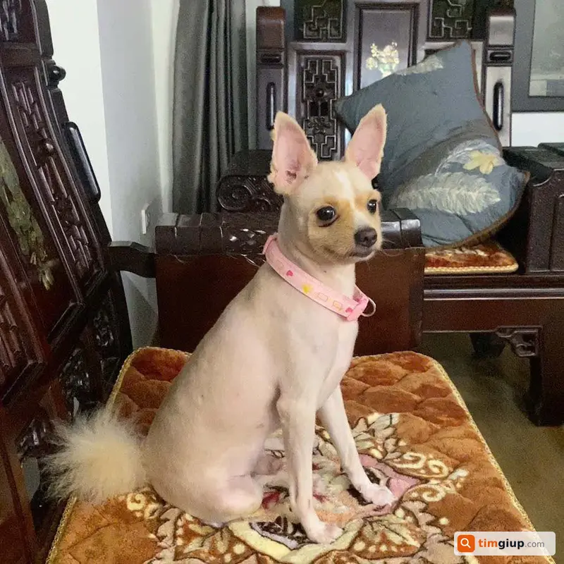 Tìm chó Phốc Sóc tên Bông lạc tại Trung Kính Cầu Giấy