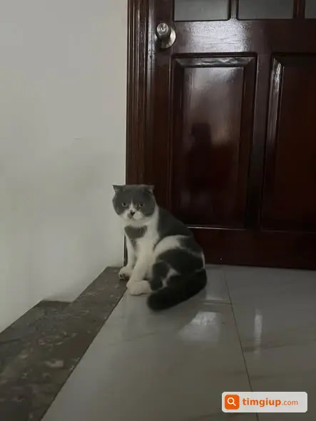 Mèo Lai 5,5kg Thất Lạc Tại Hoàng Hoa Thám, Vĩnh Phúc