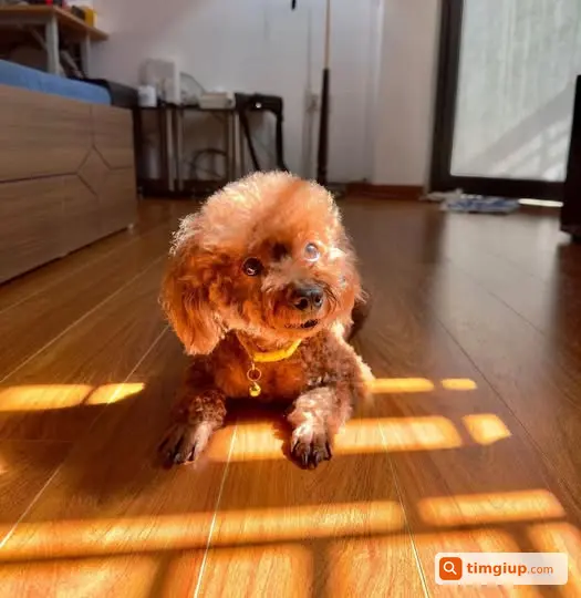 Tìm Chó Poodle Nâu Vàng Thất Lạc Tại Cầu Mai Động, Lĩnh Nam