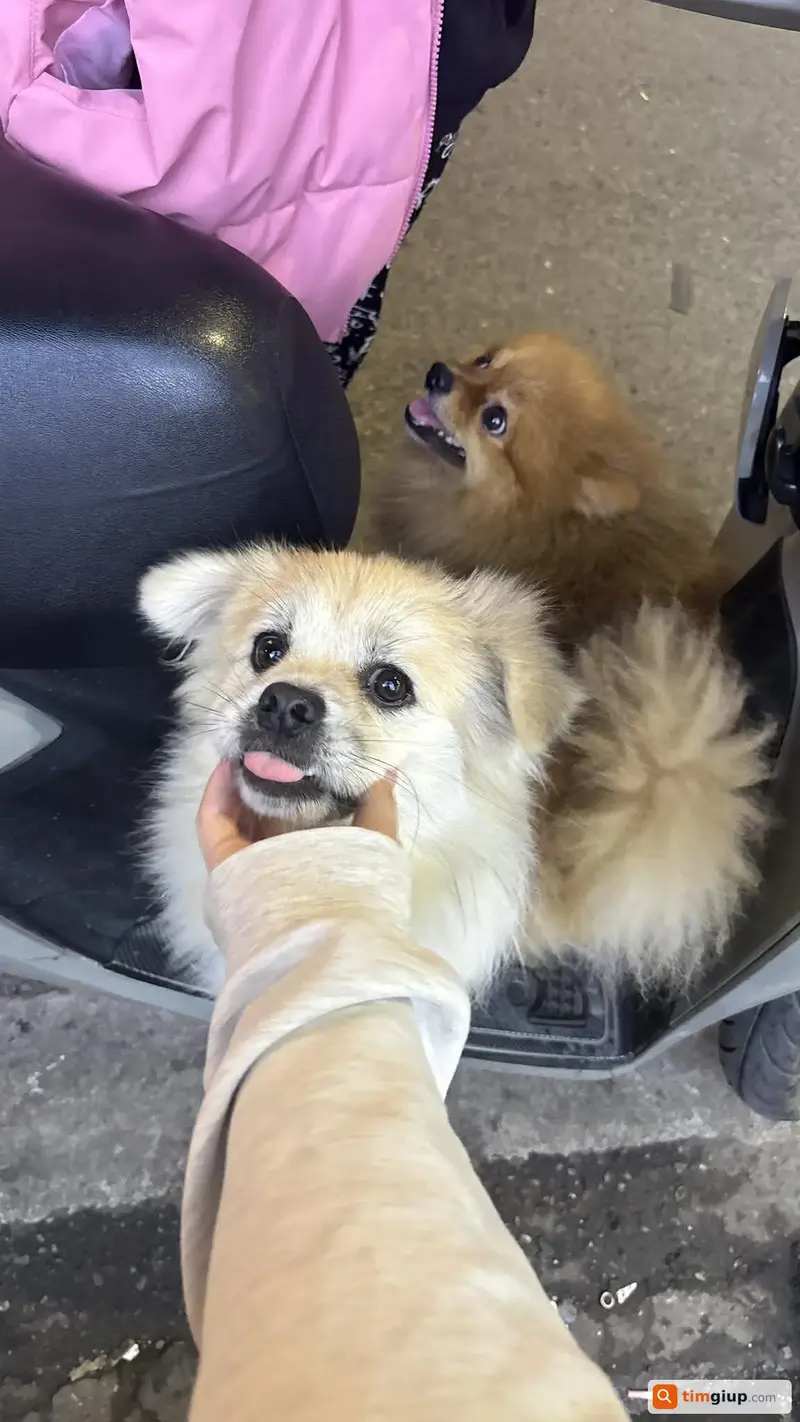 Tìm 2 bé chó Phốc Sóc và Bắc Kinh lai thất lạc tại Thanh Nhàn, Hà Nội