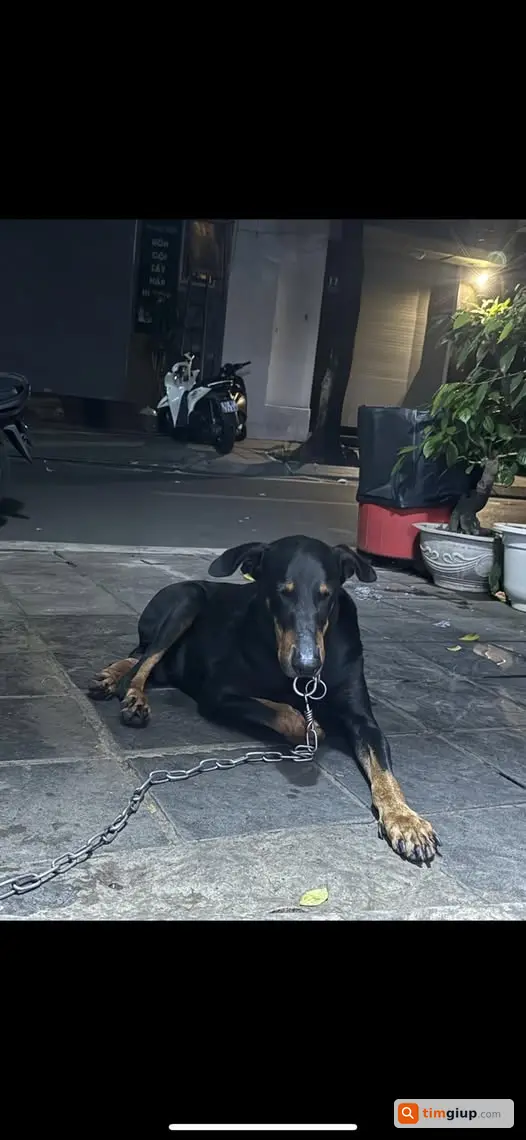 Tìm Chó Doberman Thất Lạc Tại Trần Khát Chân, Hai Bà Trưng