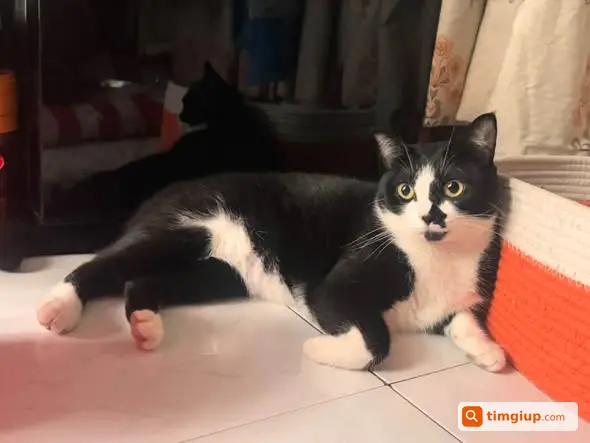 Mèo Lai Anh Đen Trắng Misa Thất Lạc Khu Vực Lê Văn Duyệt