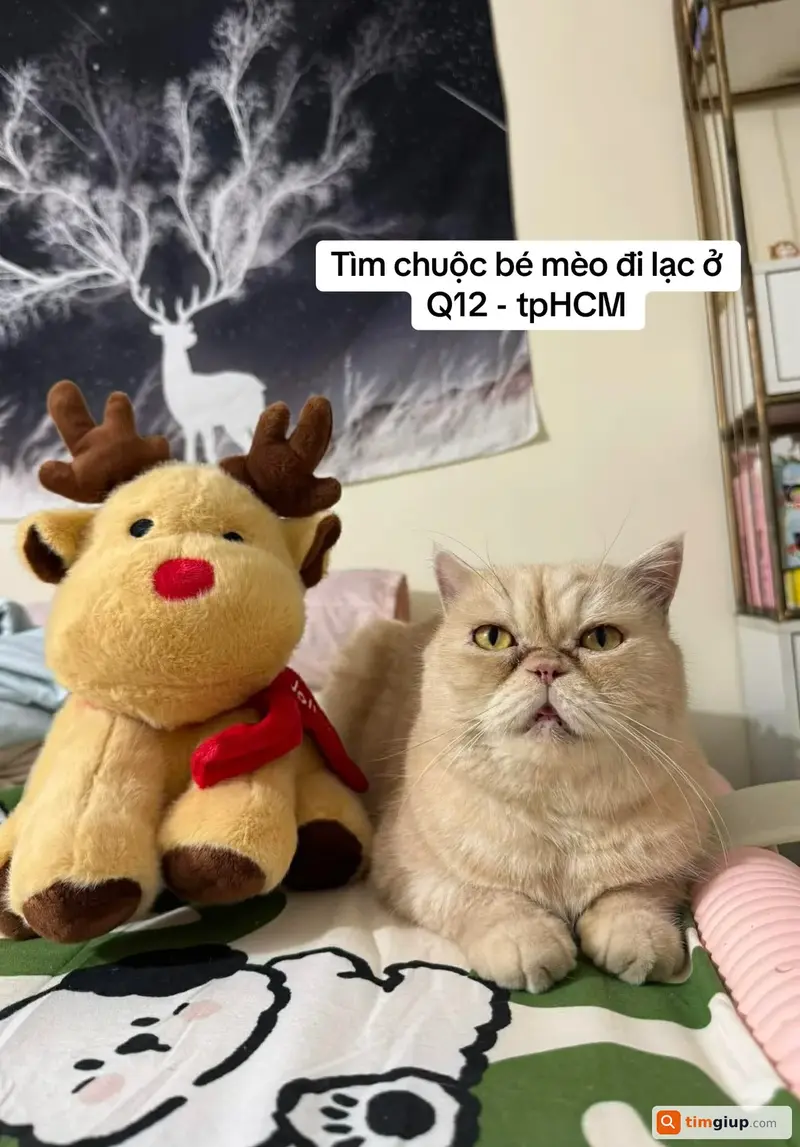 Tìm mèo lạc tên Đào tại Quận 12, TP.HCM