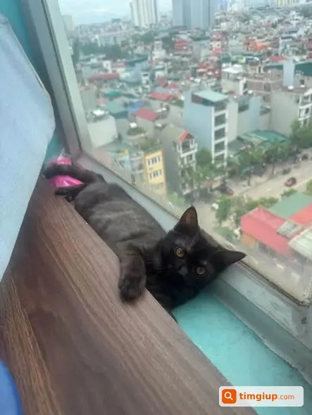 Tìm Mèo Cái Lông Khói Thất Lạc Tại Văn Phú, Hà Đông