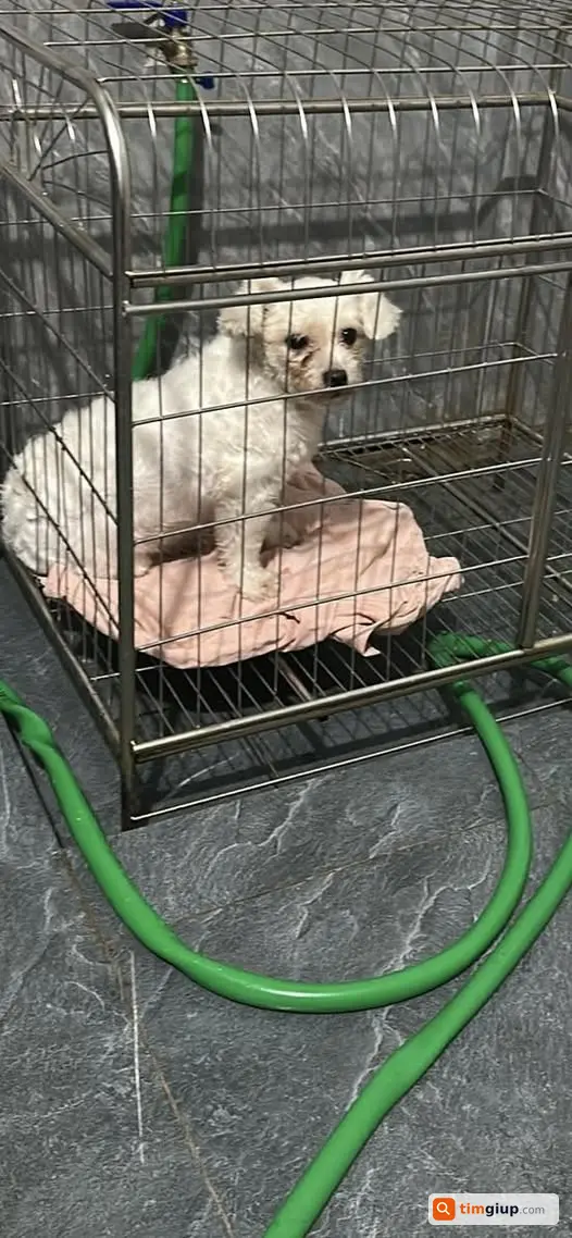 Tìm chó thất lạc tại làng chài Võng La, Đông Anh, Hà Nội