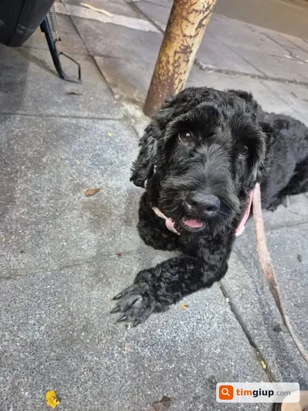 Tìm Chó Poodle Đen Lai Tên Bun Thất Lạc Khu Phạm Ngọc Thạch
