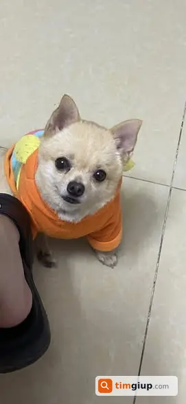 Tìm chó Chihuahua lông xù vàng nhạt lạc tại Long Mỹ, Hậu Giang