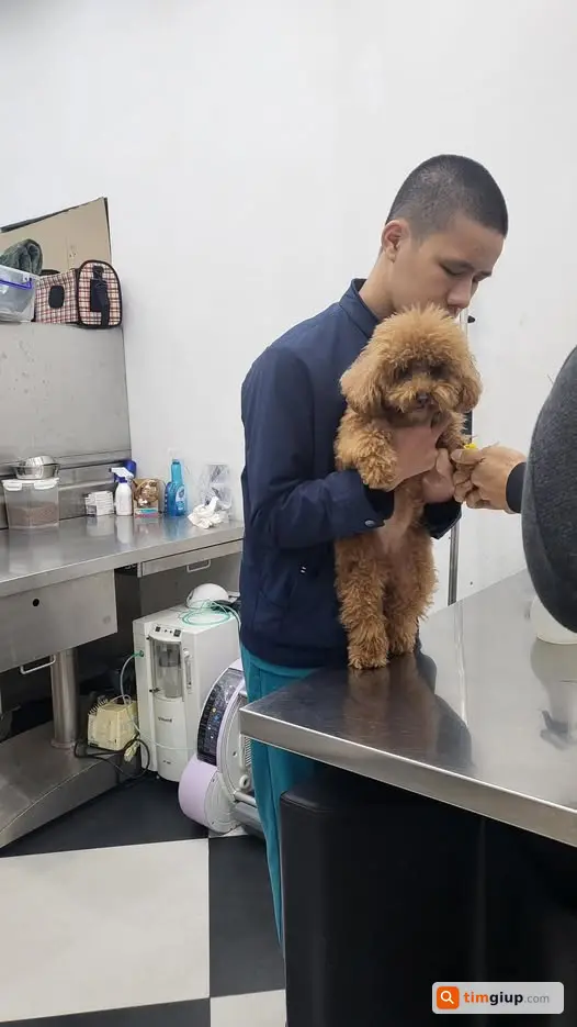 Tìm chó cún lạc ở ngõ 328 Nguyễn Trãi, Hà Nội khu vực