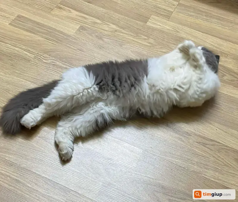 Tìm mèo Anh lông dài màu xám trắng tên Kem tại Hà Đông, Hà Nội