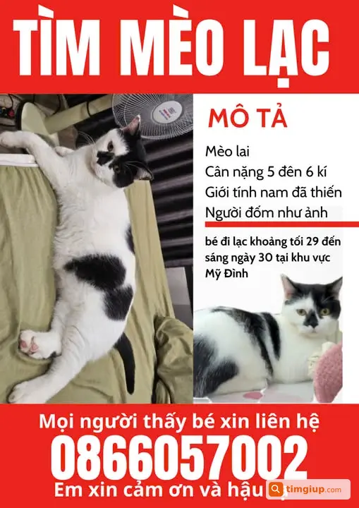 Mèo Lai Trắng Đen Thất Lạc Tại Mỹ Đình, Hà Nội