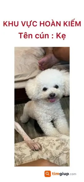 Tìm Chó Poodle Trắng Thất Lạc Tại Phố Gia Ngư, Hoàn Kiếm