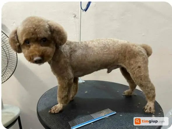 Tìm chó thất lạc vừa cắt lông ở khu vực Yên Duyên - Đại Từ