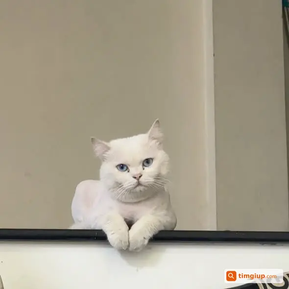 Tìm Mèo Thất Lạc Tại Hữu Hưng, Lo Bé Bị Bắt Vào Lò Mổ