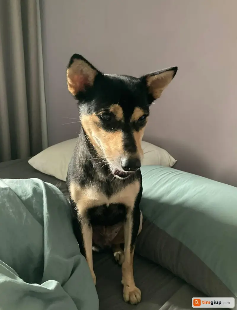 Tìm chó ta tên Mick/Mickey thất lạc tại TP. Hồ Chí Minh