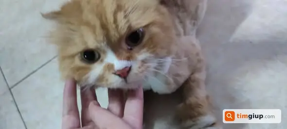 Tìm chủ mèo đực đã thiến, cạo lông lạc tại Định Công Hạ, Hoàng Mai